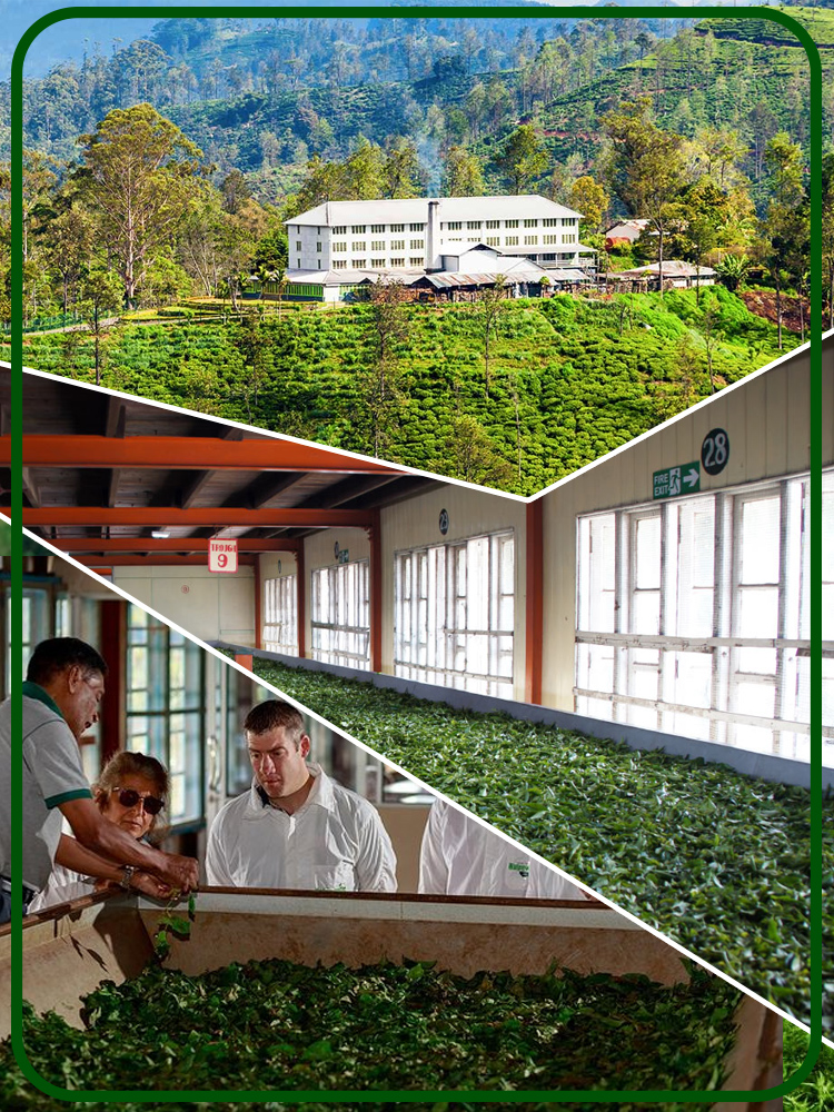 Domestic Tea Factory