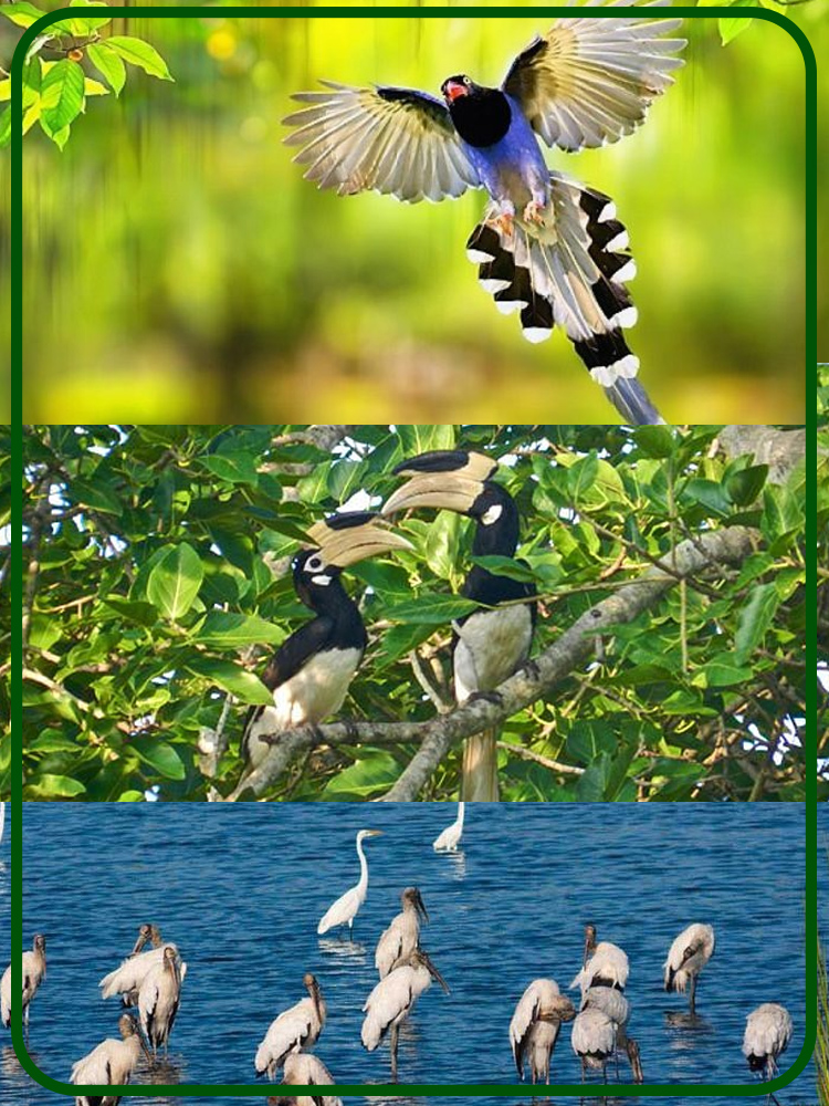 Kalametiya Bird Watching