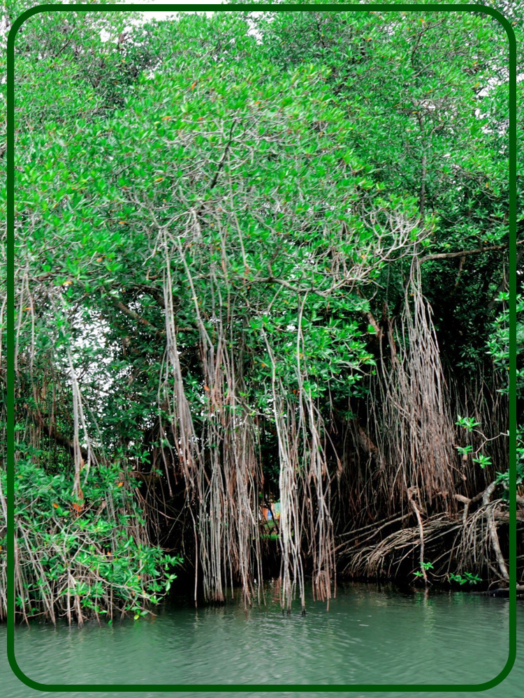 Mangrove Forest