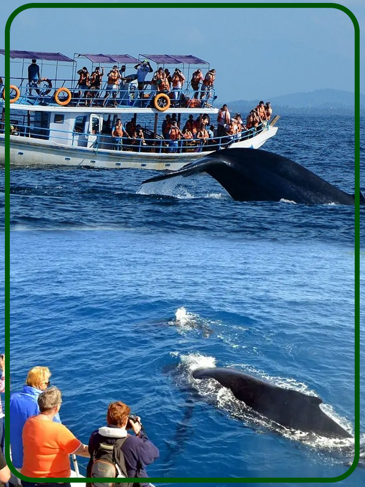 Mirissa Whale Watching