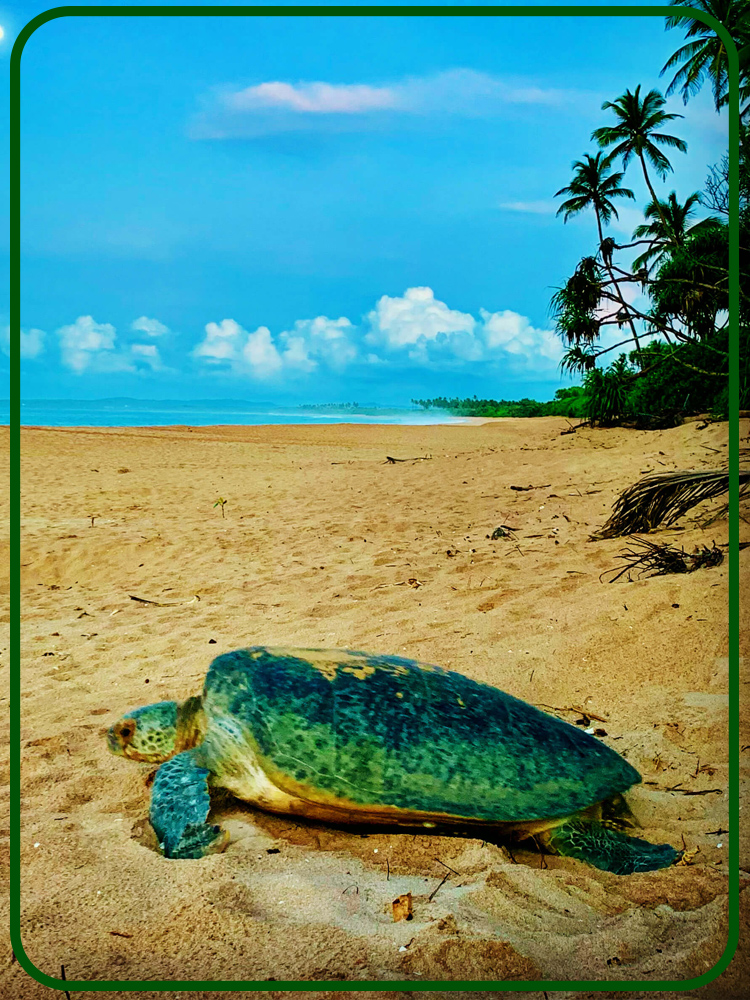 Natural Sea Turtle Watching Rakawa