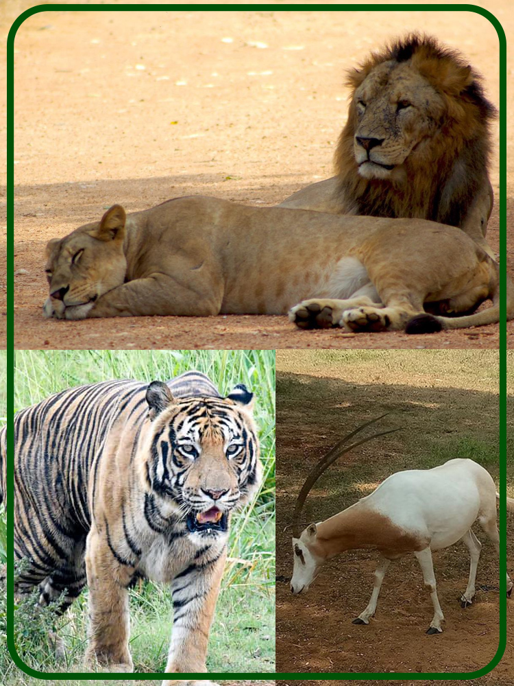 Ridiyagama Safari Park